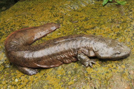 SALAMANDRA GIGANTE CHINA (Andrias davidianus)